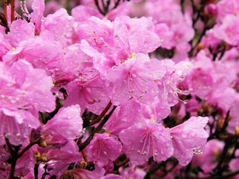 Rhododendron mucronulatum var. ciliatum