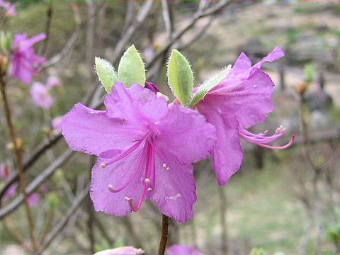 Rhododendron mucronulatum var. ciliatum