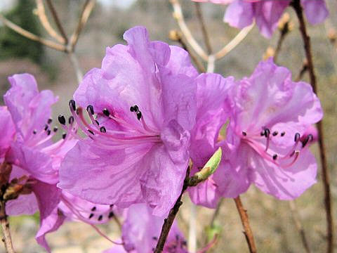 Rhododendron mucronulatum var. ciliatum