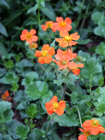 Geum hybridum