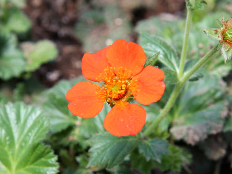 Geum hybridum