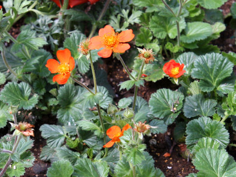 Geum hybridum