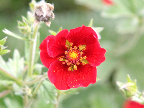 Geum hybridum