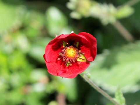 Geum hybridum