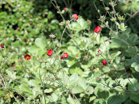 Geum hybridum