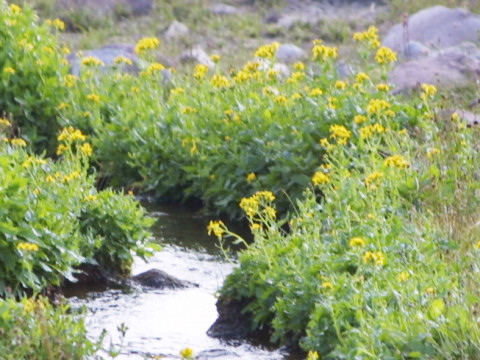 Geum macrophyllum