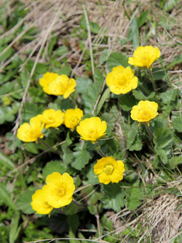 Geum montanum