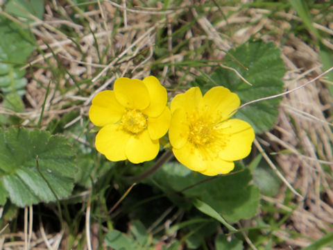 Geum montanum