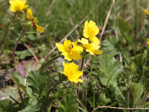 Geum montanum