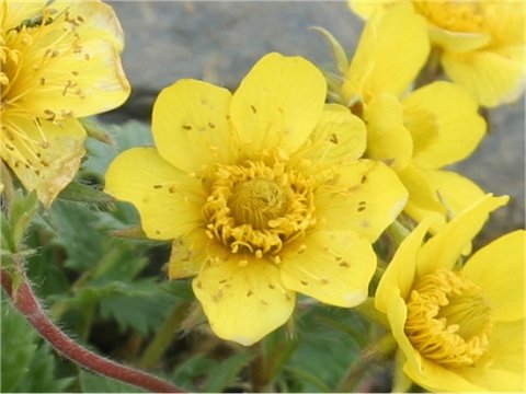 Geum reptans