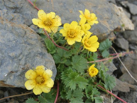 Geum reptans