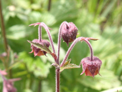 Geum rivale