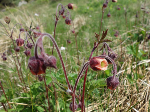 Geum rivale