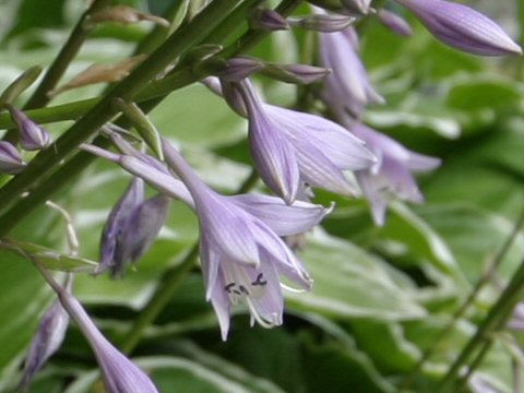 Hosta cv.