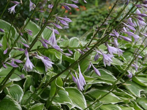 Hosta cv.