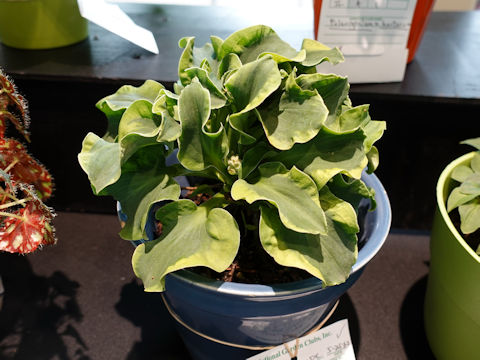 Hosta cv. School Mouse