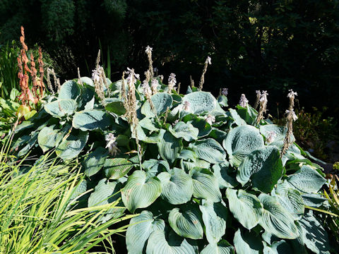 Hosta cv.