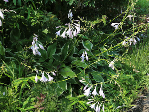 Hosta cv.