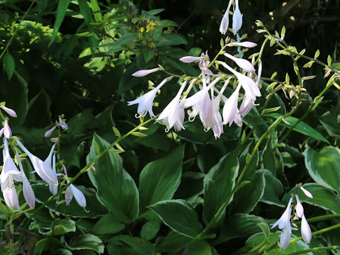 Hosta cv.