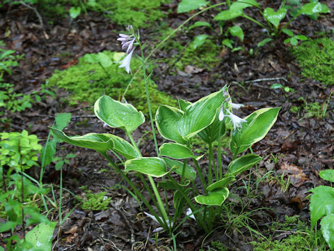 Hosta cv.