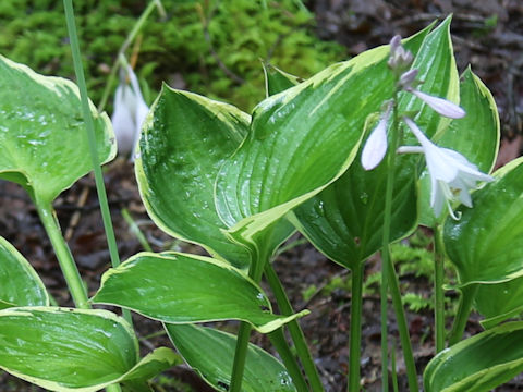 Hosta cv.