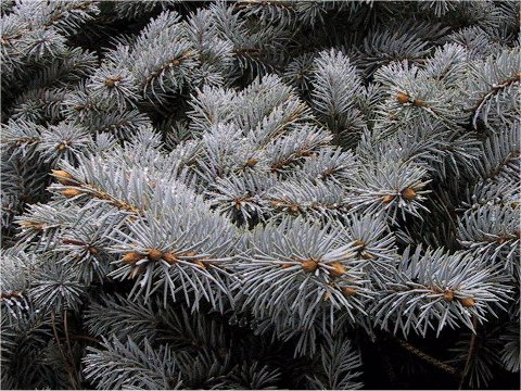 Picea pungens cv. Globosa