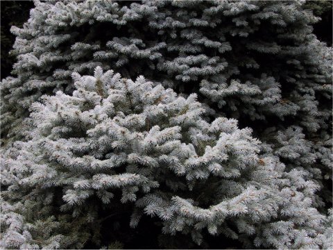 Picea pungens cv. Globosa