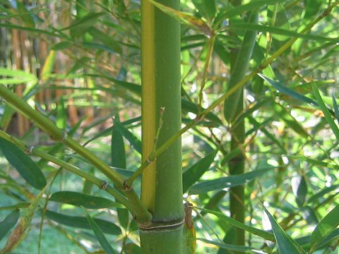 Phyllostachys aurea f. flavescens-inversa