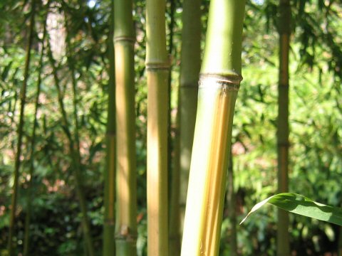 Phyllostachys aurea f. flavescens-inversa