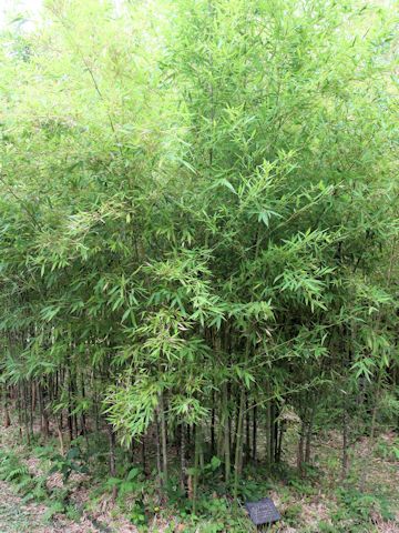 Phyllostachys aurea f. flavescens-inversa