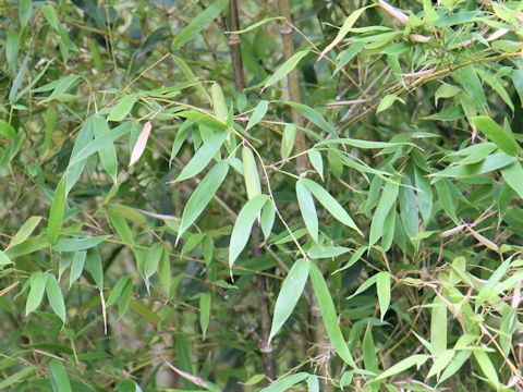 Phyllostachys aurea f. flavescens-inversa