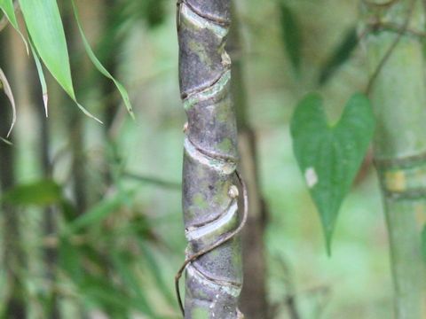 Phyllostachys aurea f. flavescens-inversa