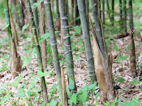 Phyllostachys aurea f. flavescens-inversa