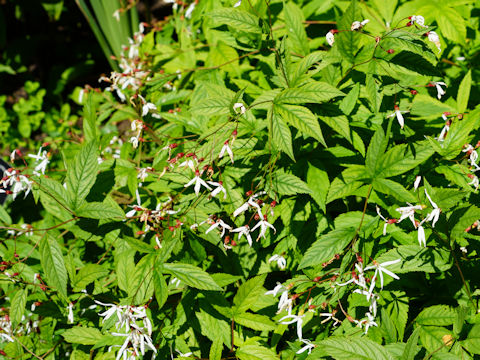 Gillenia trifoliata