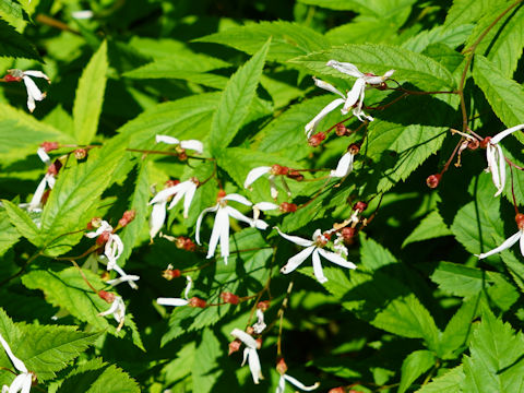 Gillenia trifoliata