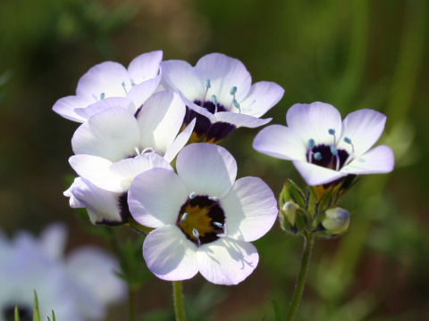 Gilia tricolor