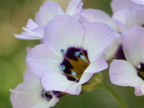 Gilia tricolor