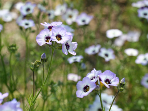 Gilia tricolor