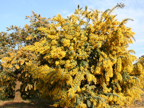 Acacia baileyana
