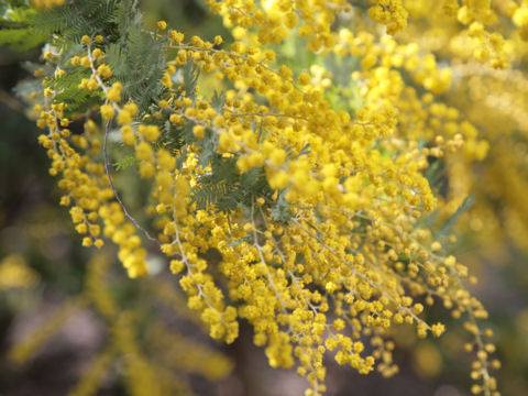 Acacia baileyana