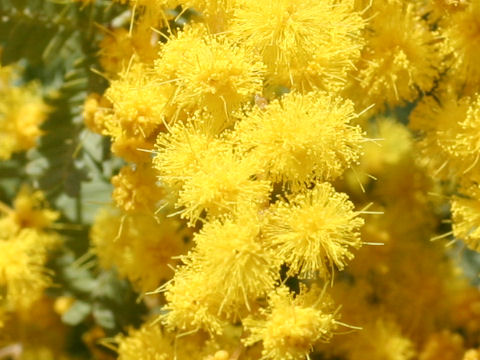 Acacia baileyana