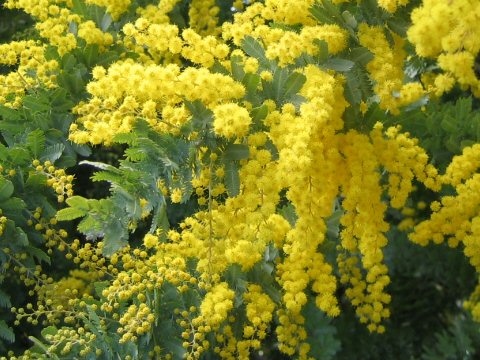 Acacia baileyana