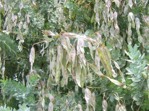 Acacia baileyana