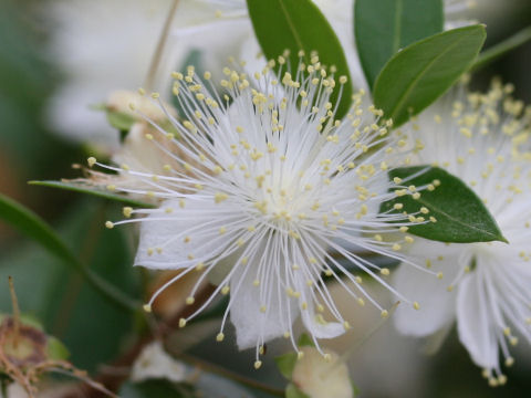 Myrtus communis