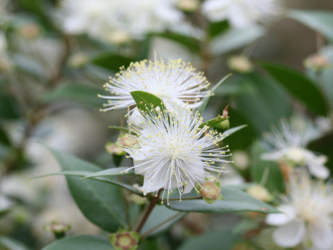 Myrtus communis