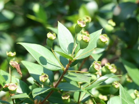 Myrtus communis