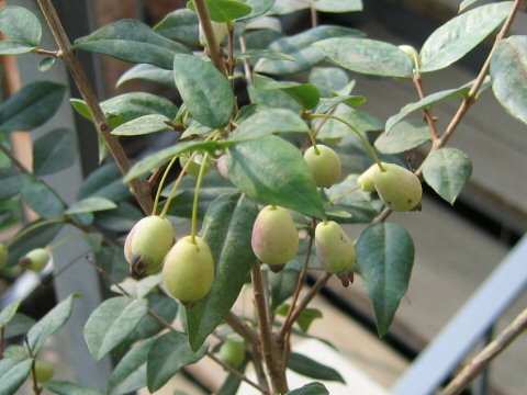 Myrtus communis