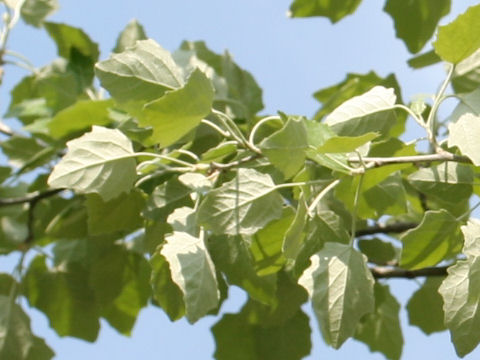 Populus alba