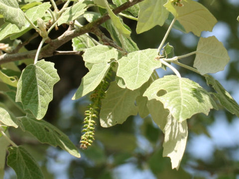 Populus alba