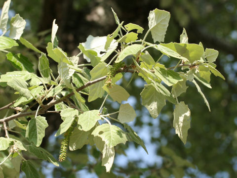 Populus alba